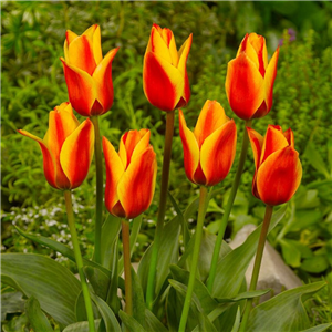 Tulip (Dwarf) 'Cape Cod'. Loose Per 10 Bulbs.